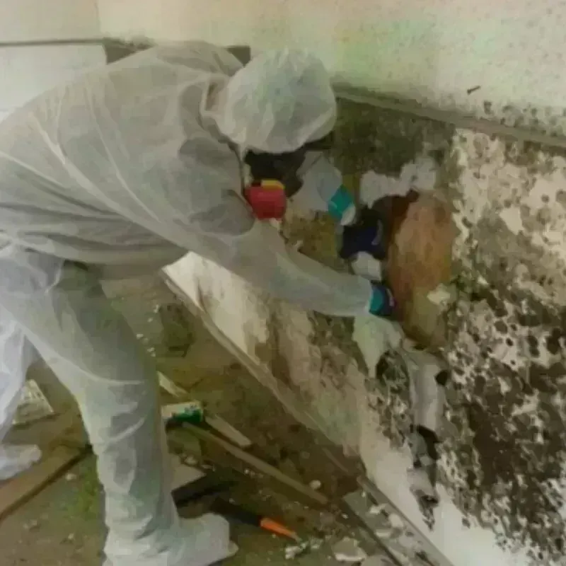 Mold Remediation and Removal in Farmington, NM